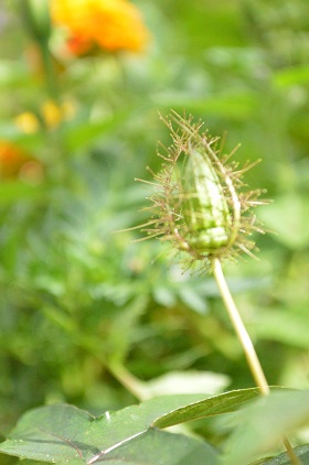 a0154304_17241319.jpg