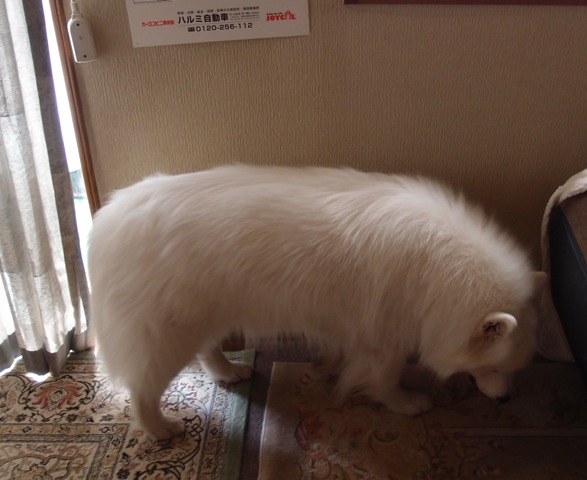 e0018604_123064.jpg