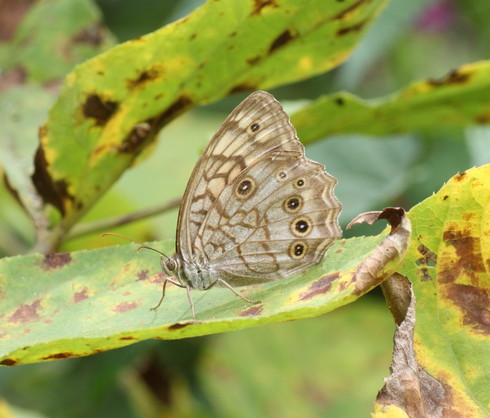 長野                 　　　　　キマダラモドキ他2012/09/03④_d0251807_1902331.jpg