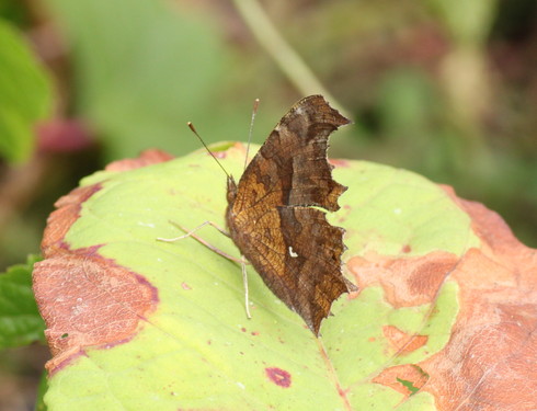 長野                 　　　　　キマダラモドキ他2012/09/03④_d0251807_1903076.jpg