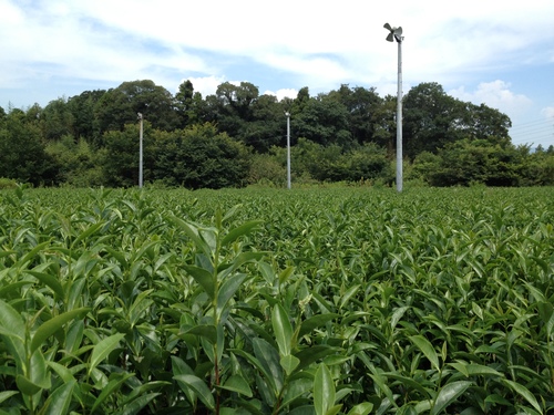 やっと、会えた!すっぴん茶の畑_b0220318_11412651.jpg