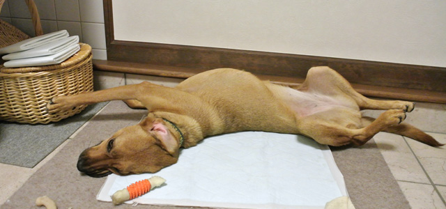 逆内弁慶 01 家でゴロゴロ外で元気 雑種犬 ちえ 保護犬の今昔 逆内弁慶 01 家でゴロゴロ外で元気 雑種犬 ちえ 保護犬の今昔