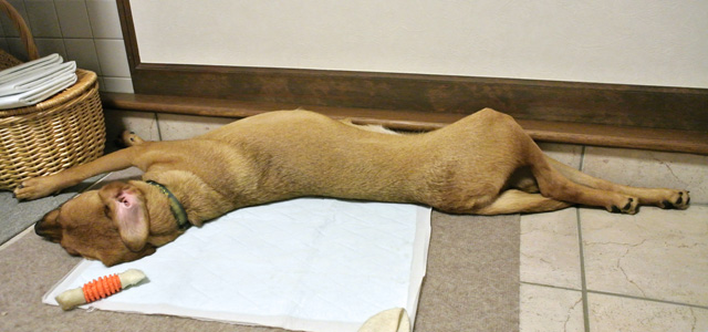 逆内弁慶 01 家でゴロゴロ外で元気 雑種犬 ちえ 保護犬の今昔 逆内弁慶 01 家でゴロゴロ外で元気 雑種犬 ちえ 保護犬の今昔
