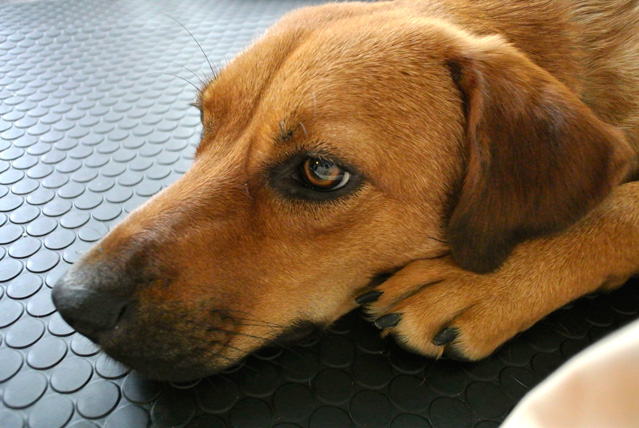 逆内弁慶 01 家でゴロゴロ外で元気 雑種犬 ちえ 保護犬の今昔 逆内弁慶 01 家でゴロゴロ外で元気 雑種犬 ちえ 保護犬の今昔