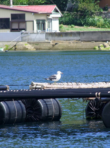 「宮城・気仙沼　唐桑創生村の漁業体験プログラム(3)」　_a0000029_16505951.jpg