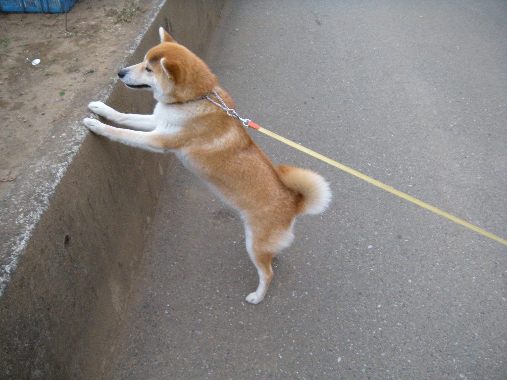 犬の気持ちが判る日_d0257938_7481658.jpg