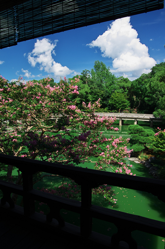 京都御所・拾翠亭の百日紅_f0155048_22543616.jpg