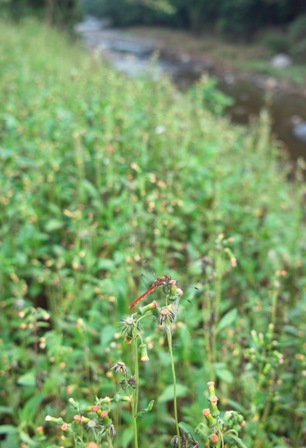 ビールも秋味、いや秋雨・・帰化植物と風人_d0005250_18122666.jpg