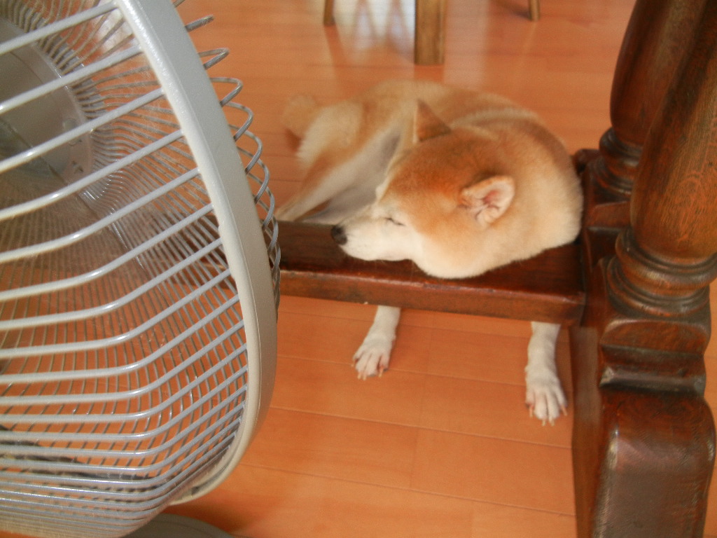 ’12,9,6(木)朝のお散歩も絶好調!_f0060461_11111811.jpg