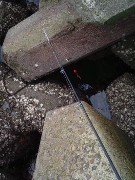 やはり鳴門で根魚釣りが堅い_a0007462_1433770.jpg