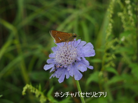 花野_d0105063_12335122.jpg