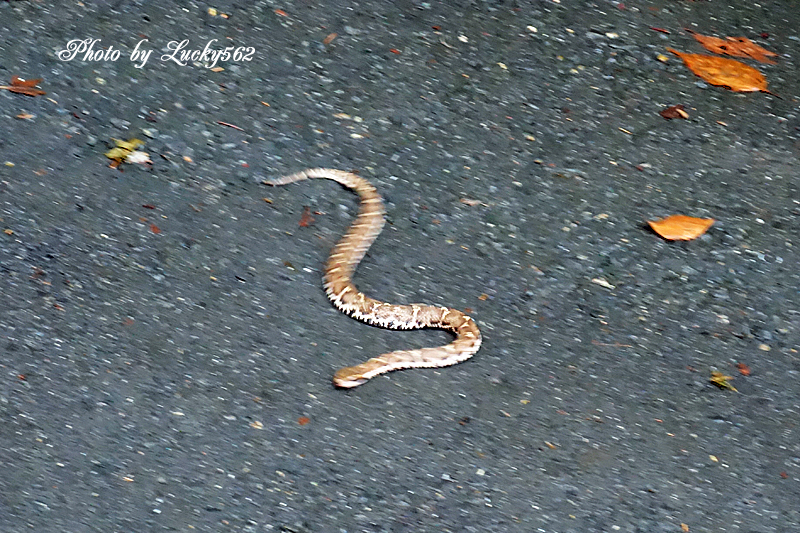 箕面の滝 2 マムシ Luckyの一期一会