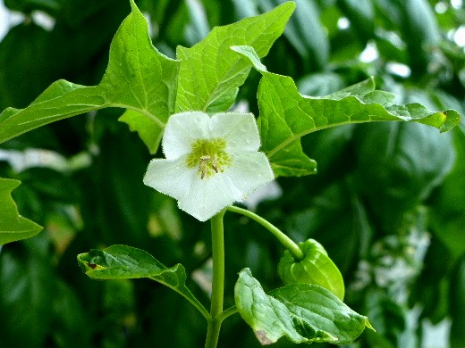 ホオズキ 鬼灯 酸漿 の白い花 野に咲く北国の花