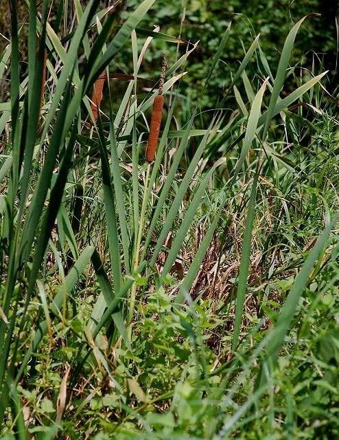 d0019074_9581199.jpg