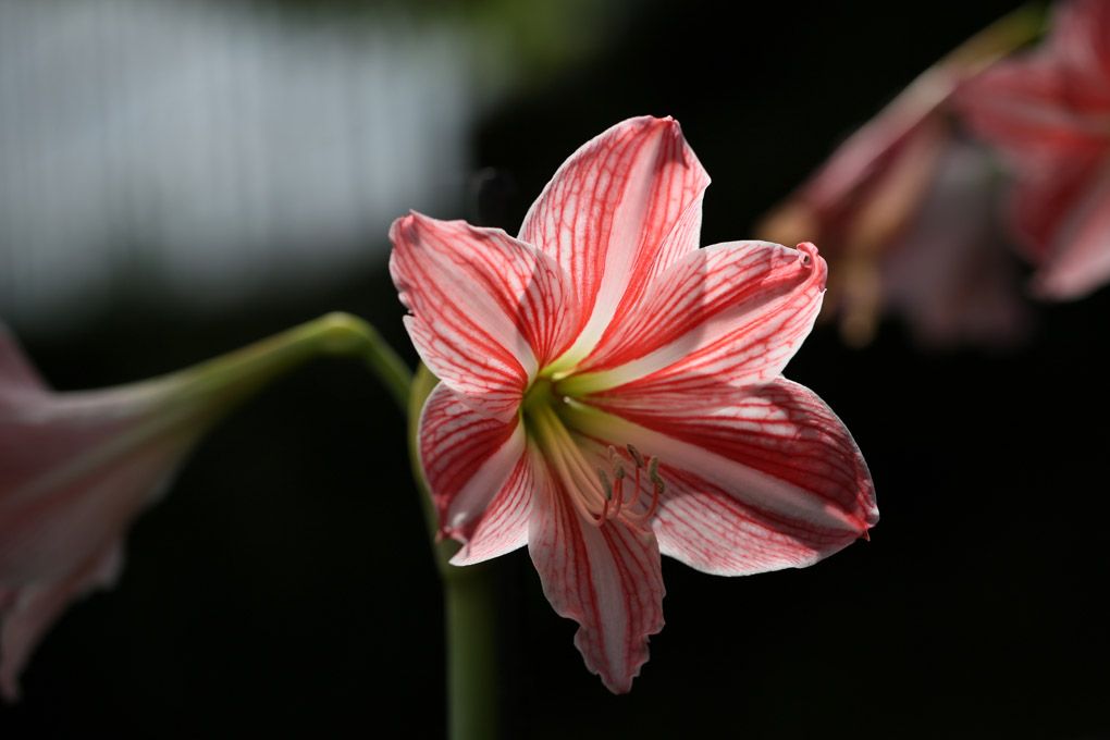 植物公園_a0265381_2222878.jpg