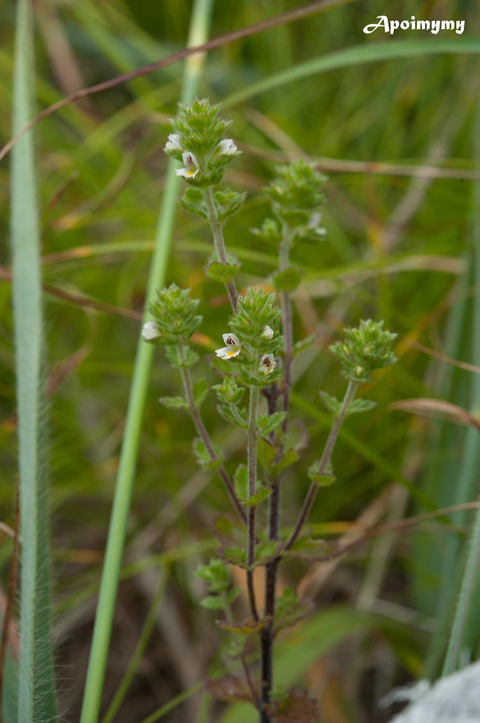 蝦夷小米草_e0218886_13464242.jpg