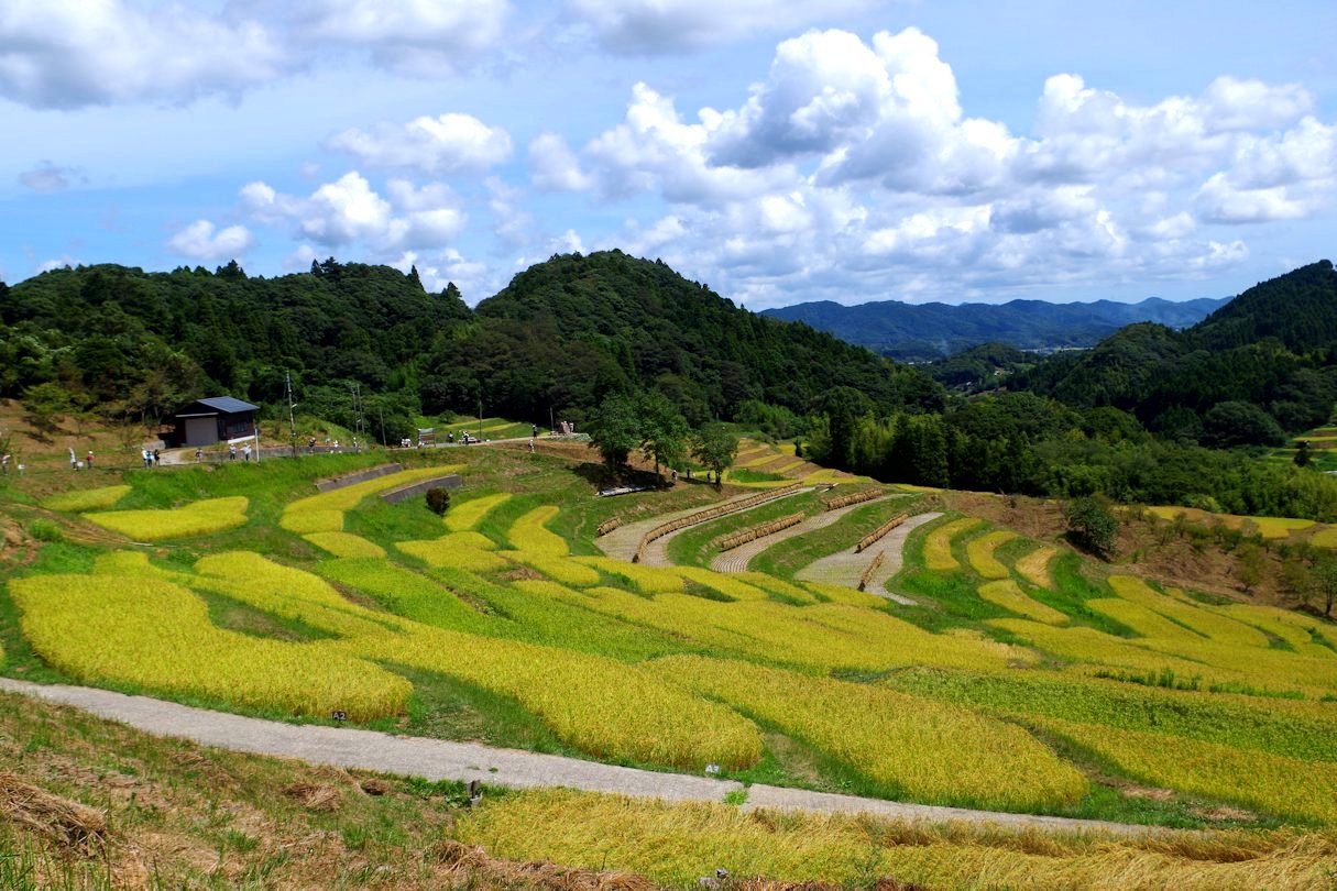         大山千枚田_c0061695_21535922.jpg