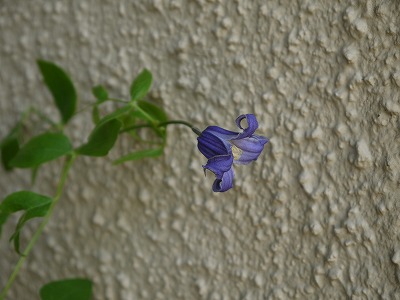 お手入れと秋の花 _a0233896_14494517.jpg