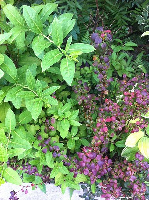 お手入れと秋の花 _a0233896_15184280.jpg