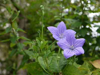 お手入れと秋の花 _a0233896_15264046.jpg