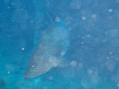 e0115199_13323272.jpg