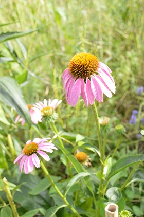 a0154304_931168.jpg