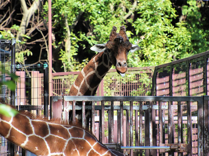 金沢動物園のかわいいおとうさんたち_a0164204_1225913.jpg