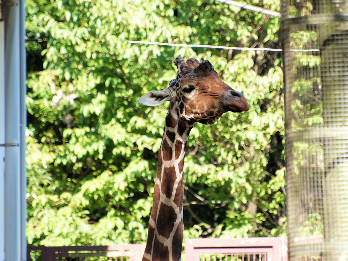 金沢動物園のかわいいおとうさんたち_a0164204_1232391.jpg