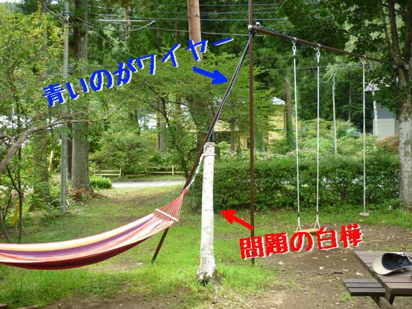白樺が こんなんで どうでしょう