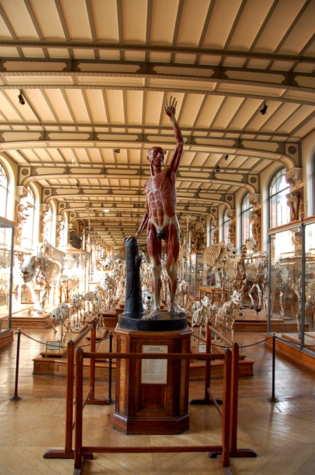 パリ5区の古生物学展示館 Galerie De Paleontologie へ 動物 テディべア 時々 パリの街角動物