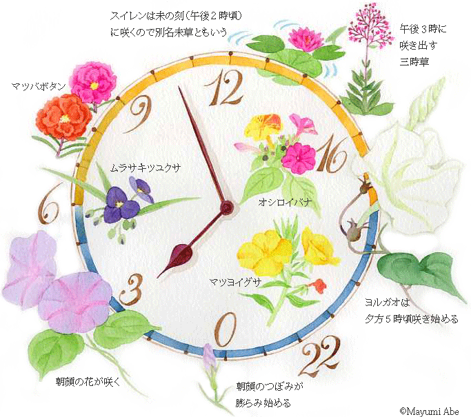 夏の花時計 庭 千草