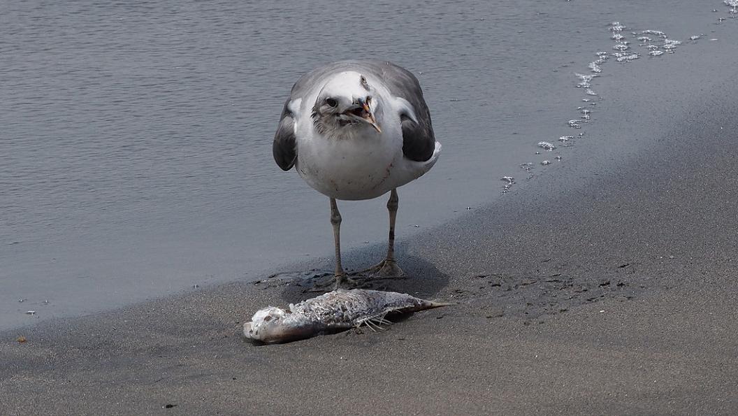 カ モ メ の お 食 事 風 景　No.2_d0039021_18415072.jpg