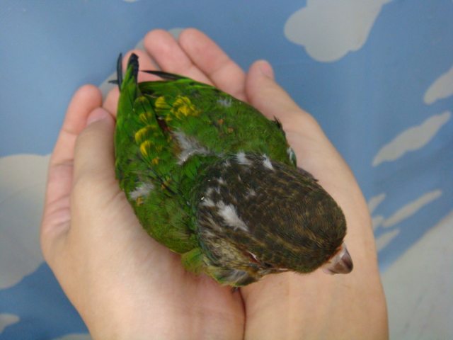 120907 インコ・モルモット_f0189122_16561863.jpg