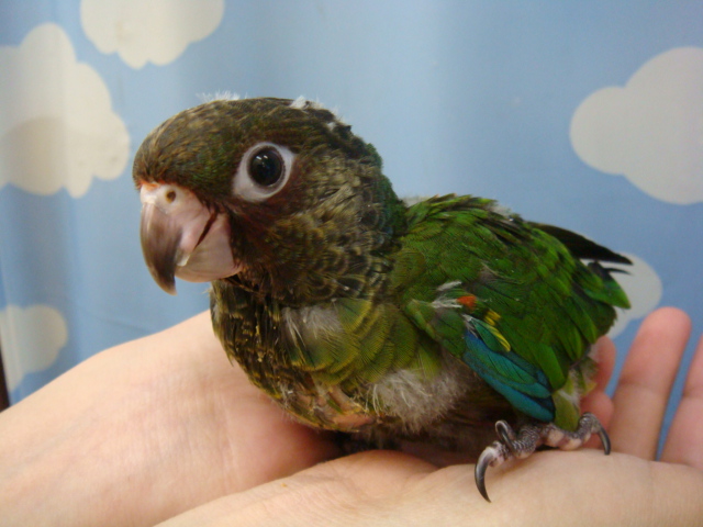 120907 インコ・モルモット_f0189122_1656465.jpg