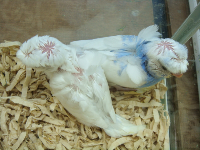 120907 インコ・モルモット_f0189122_170546.jpg