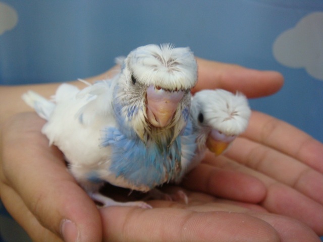 120907 インコ・モルモット_f0189122_1713399.jpg