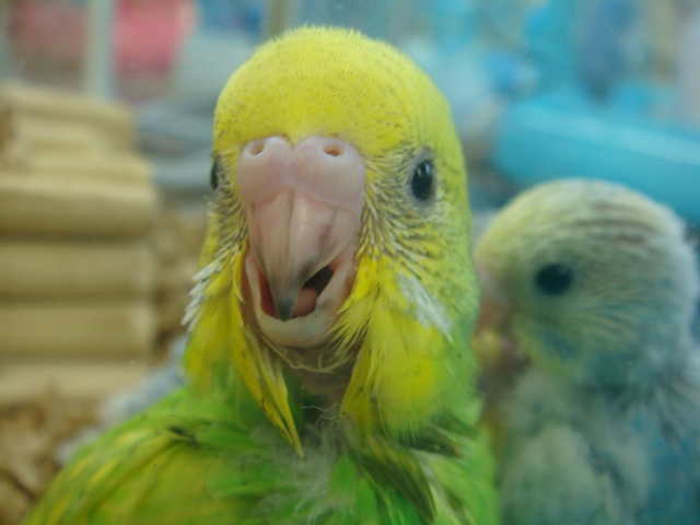 120907 インコ・モルモット_f0189122_1714621.jpg