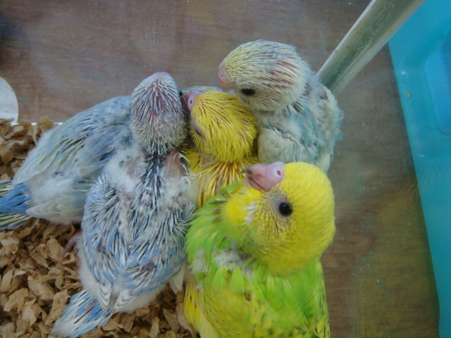 120907 インコ・モルモット_f0189122_17239.jpg