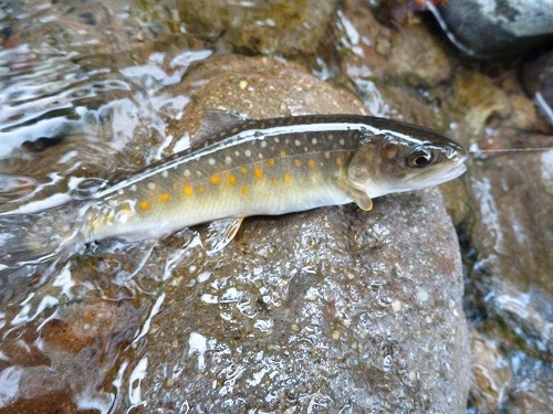 釣欲の秋　タイムリーですから。_d0227723_20152283.jpg