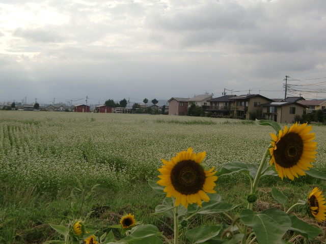 e0234924_933069.jpg