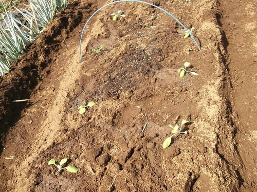 秋野菜の定植を始めました。...白菜やブロッコリー_b0137932_14491172.jpg