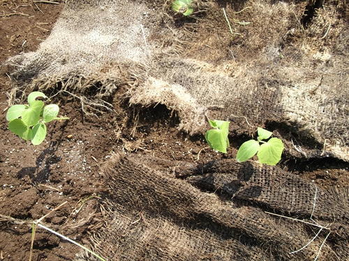 秋野菜の定植を始めました。...白菜やブロッコリー_b0137932_14494094.jpg