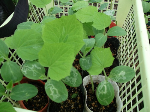 秋野菜の定植を始めました。...白菜やブロッコリー_b0137932_14494268.jpg