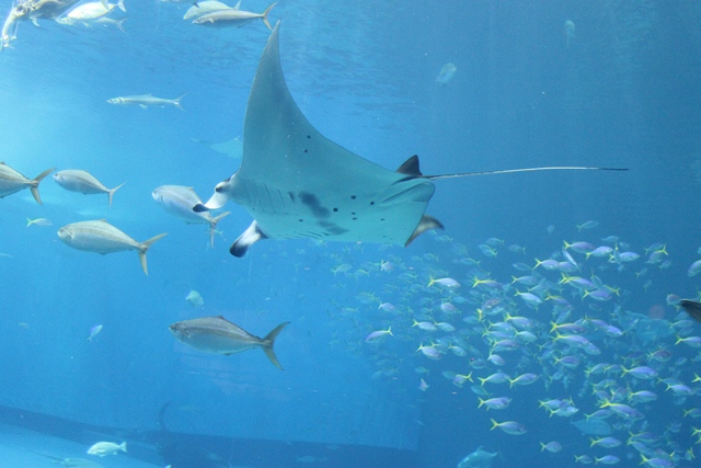 沖縄美ら海水族館_d0222641_1031994.jpg