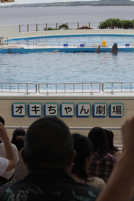 沖縄美ら海水族館_d0222641_10512839.jpg