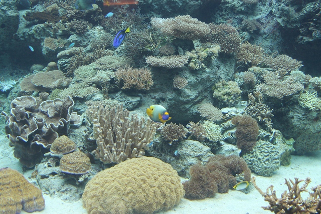 沖縄美ら海水族館_d0222641_11485670.jpg