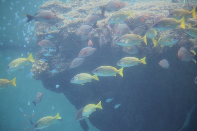 沖縄美ら海水族館_d0222641_13214686.jpg