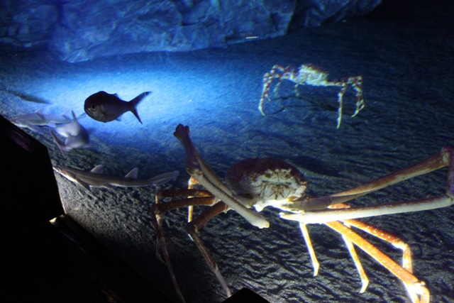 沖縄美ら海水族館_d0222641_1331843.jpg