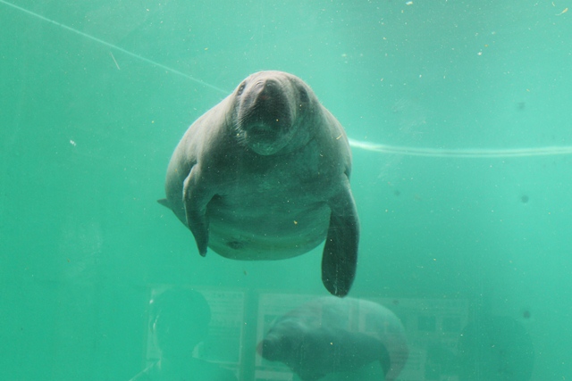 沖縄美ら海水族館_d0222641_13332459.jpg