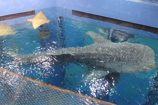 沖縄美ら海水族館_d0222641_23531343.jpg